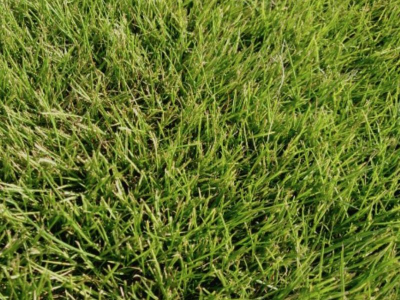 Zoysia 'Zorro' Strata Landscape